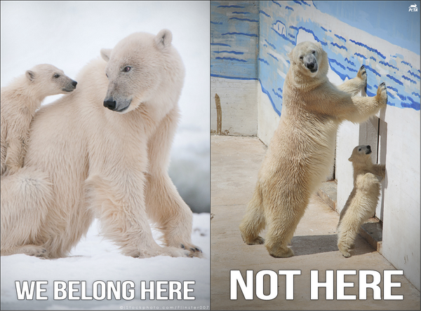 It's #NationalPolarBearDay. RT if u know they do NOT belong in zoos! #CaptivityKills