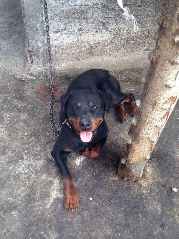 <a href="/AnimalPetMx/">Animal Pet</a> Hola, ayuda con RT y difusión para colocar a estos perros!! Saludos buen día.