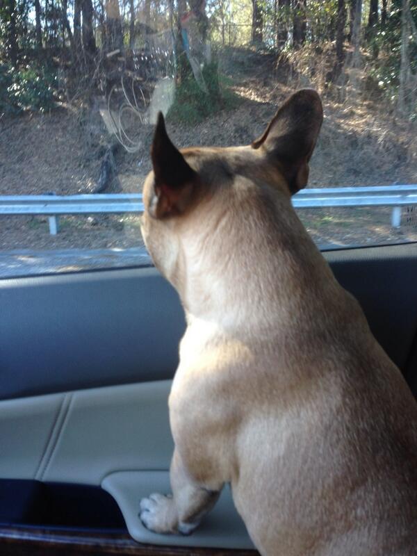 Car rides are the best