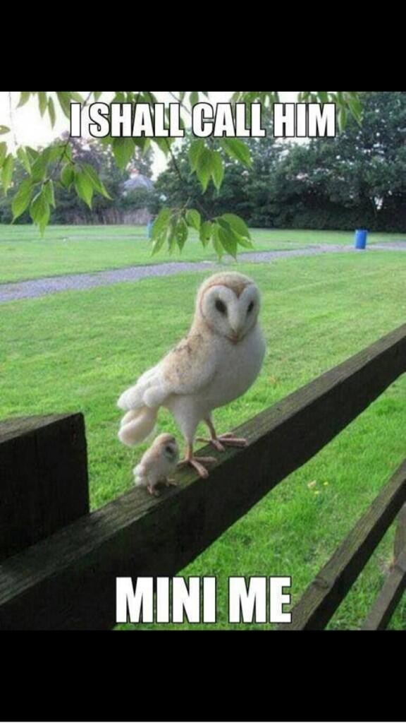 MealingEmma's tweet photo. @festyloux one for you #cute http://t.co/REk2q1rqUY