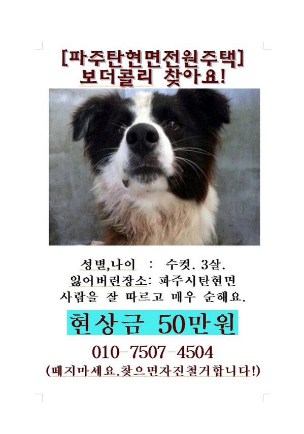 teresa611's tweet photo. 파주 탄현면에서 숫컷 보더콜리를 잃어버렸습니다.입양자가 잃어버린지 6일이나 지나 연락을 해왔기에 개농장이 많은 우리나라의 현실상 매우 위험한 상황예요.파주와 파주인근에서 보더콜리를 보거나 보호중인분 연락주세요 http://t.co/kHCPjGYHEW