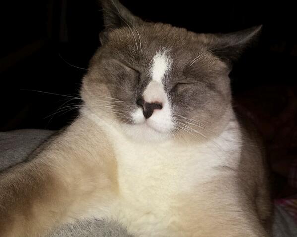 jennrueger's tweet image. Someone needs to live in Ford Hall @maddisonizdown  #crackcat