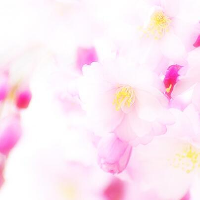 伝説の花言葉bot (@hana_no_kotoba) / Posts / X