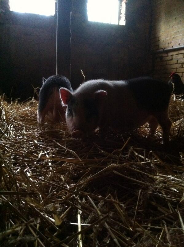 Wie weet een goeie plek voor 2 biggen?! Gecastereerde beren?