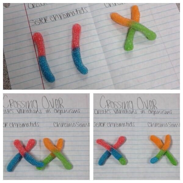 Students used sour gummy worms to demonstrate crossing over in #biology today #educhat #genetics #chromosomes