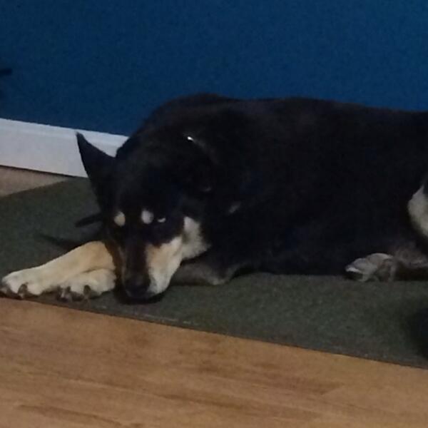 a_cross122010's tweet photo. Kiba has her legs crossed while sleeping what a sweet girl!! #mommasgoodgirl http://t.co/Zp2MLlFzFX