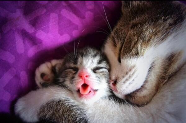 CatOverdose's tweet image. Chokehold