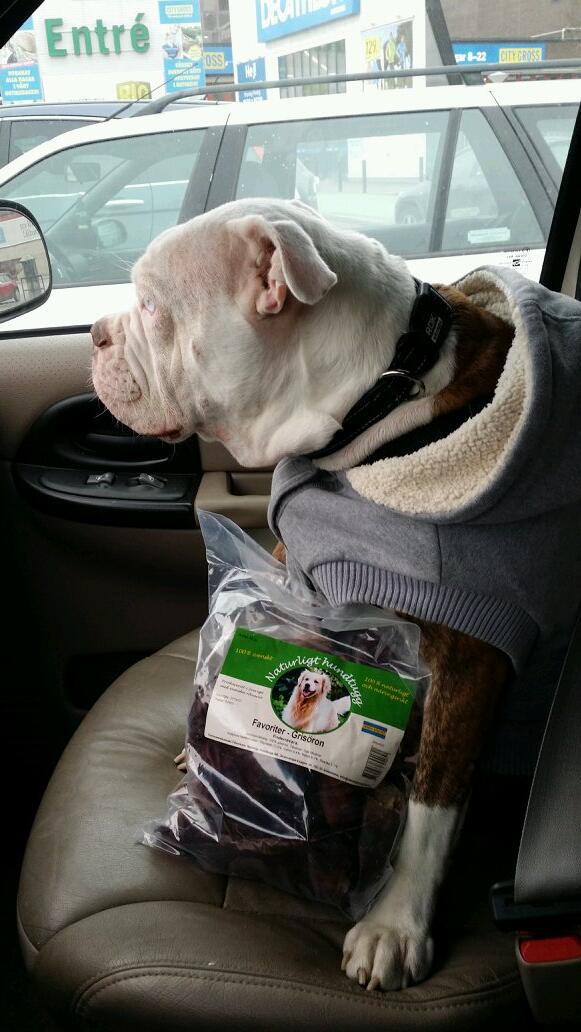 Molly på väg hem med sina gris öron