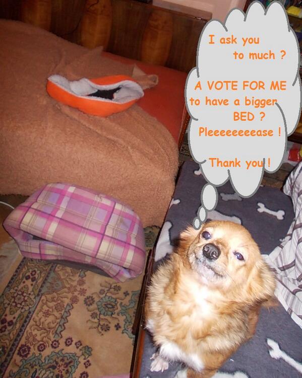 Almaalmady's tweet image. VOTE FOXY , saved from the street in Romania , Click Abstimmen , please ! Thanks ! pfoten-stars.de/Teilnehmer/319…