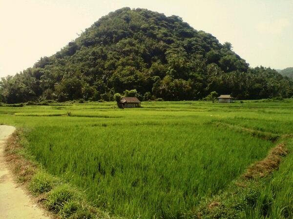 Gunung yang terbentang di tengah persawahan, lokasi Gunung malokok. #Baweanpic #kuis2