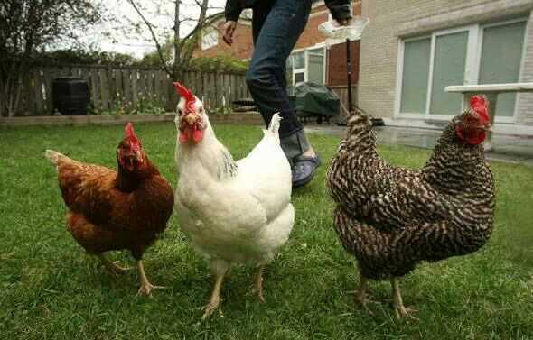 Woodside Animal Farm (@woodsideanimals) / Twitter Woodside Animal Farm (@woodsideanimals) / Twitter