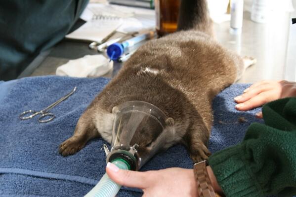 followthekeeper's tweet photo. Check out our latest blog post with lots of behind the scenes photos!http://t.co/qb8wHwXYd1 #Vet #conservation http://t.co/gybSUjmooK