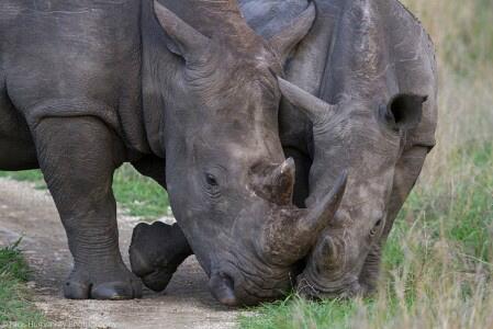 Happy friday folks! Did you know that rhinos have lived on earth for 50 million years?! #facttimefriday#rhinofriday