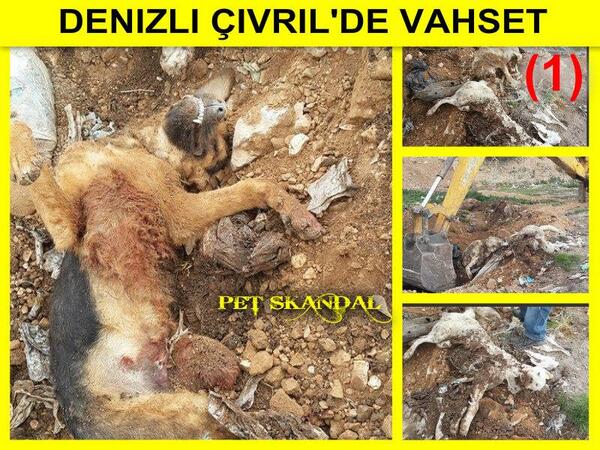 HİÇ Mİ ALLAH KORKUSU YOK?! DENİZLİ ÇİVRİL KÖPEK KATLİAMI facebook.com/19604991711736…    YAZIKLAR OLSUN! <a href="/denizlichp/">Denizli CHP</a>