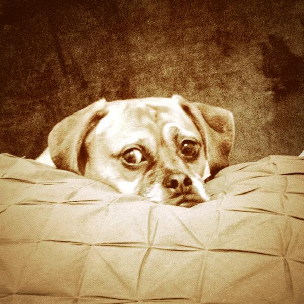 WildLadyDesiree's tweet photo. Some days it's hard to leave this face! #lovetaps #puggle http://t.co/9EAXGV4bx3