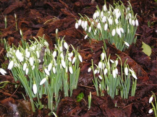 Zondag 2 maart van14.00 tot 15.30 uur de eerste stinzenwandeling van dit jaar.  Aanmelden op: nl.terramaris.nl/te-doen/activi…