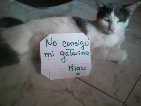 sonriend's tweet image. Mi gatica linda se une a la protesta ... no consigo su alimento