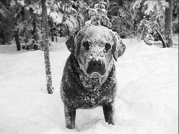 LAFDesigns's tweet image. Check out our Jack's Rescue Salve! Soothing relief for itchy skin, hotspots, wounds &amp;amp; winter paws! #natural #pet #dog