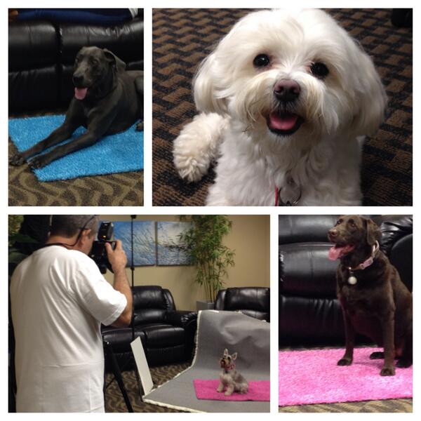 SGWCorp's tweet image. A big #ThankYou to all of our precious #puppies for their #modelingskills today! #fridayfeeling #stikeapose #vogue
