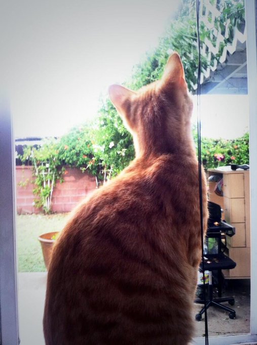 Charlie's so cute :) he too enjoys the rain. As long  as he's observing it from inside 😺 http://t.co<a href="/tag/tecate"class="tags"><span>#tecate</span></a><a href="/tag/promo"class="tags"><span>#promo</span></a>