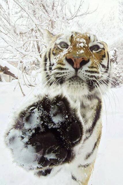 billy_bose's tweet photo. High 5! http://t.co/h3hzuxhaLx