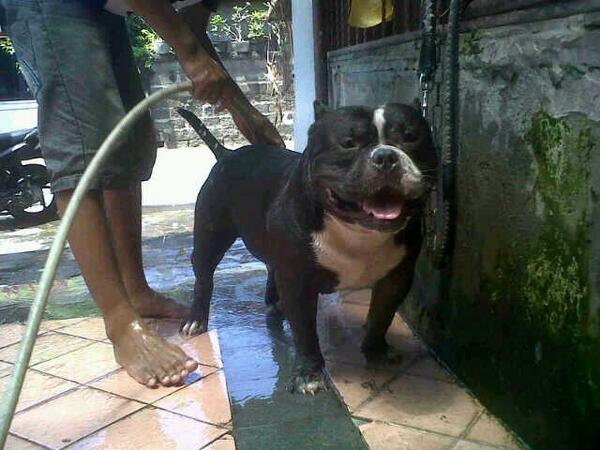 Akhirnya Pejantan terpilih adalh "John Kay" Seharga Fender American Deluxe ! Semoga anaknya bakal banyak , Astungkara