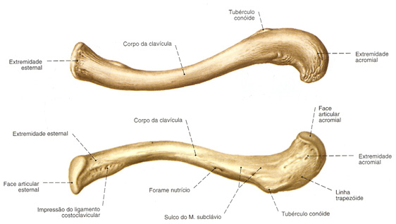 ASTEGE on X: A clavícula forma a porção ventral da cintura