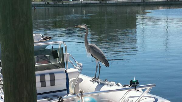 Thistlesailing's tweet photo. Coach boat guardians in st pete #TCAMWE http://t.co/tGY9sTLr2n