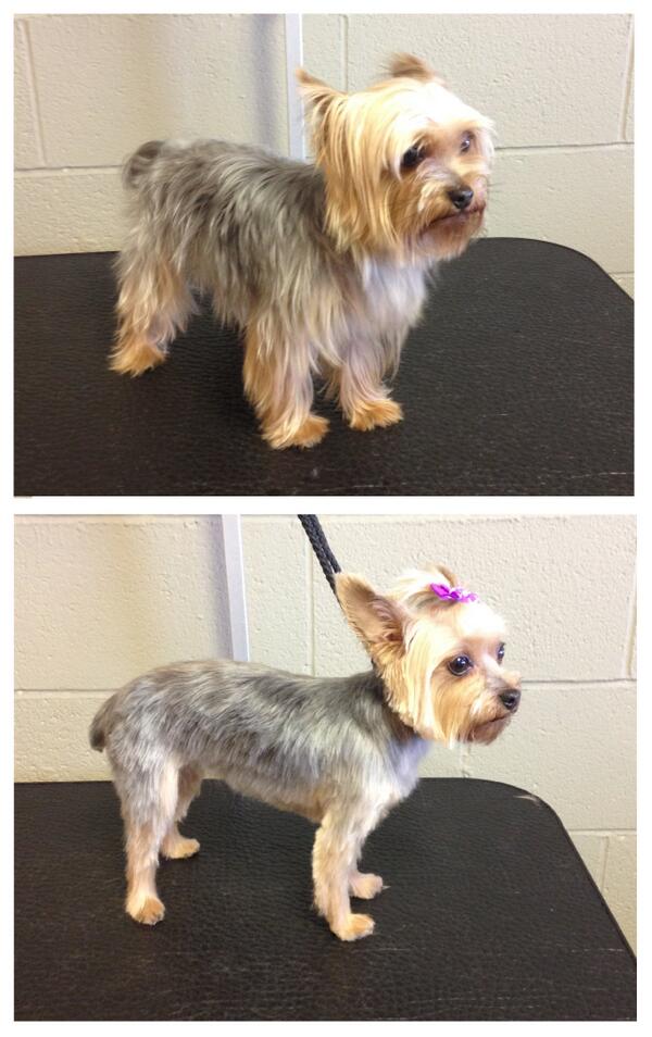 ClassyCritters's tweet photo. Reese's before &amp; after! http://t.co/xe5GW7xPl3