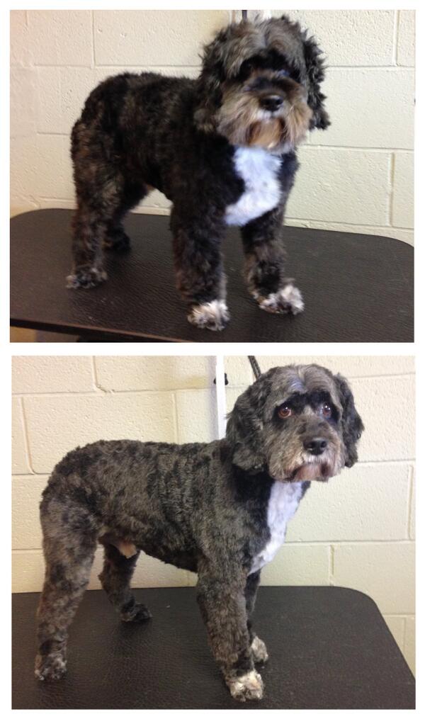 ClassyCritters's tweet photo. Toby's before &amp; after! http://t.co/O2qotQhs3h