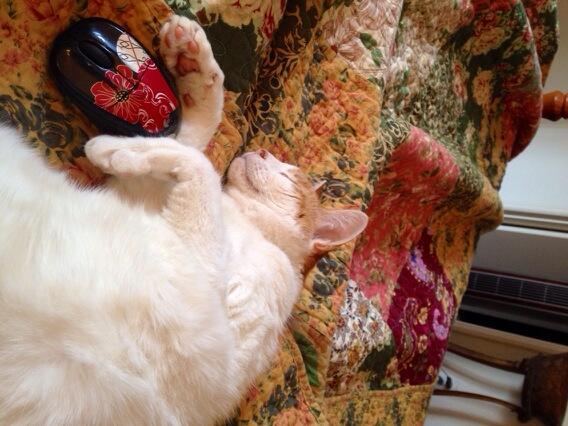 Embedded image permalink