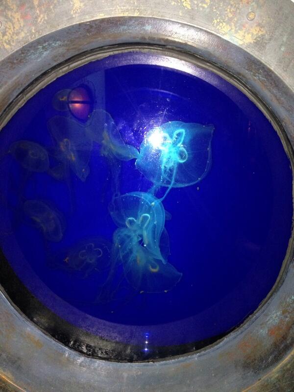 ECHSscience's tweet photo. Jellyfish #ECSCaquarium http://t.co/0eYUVRqnYx