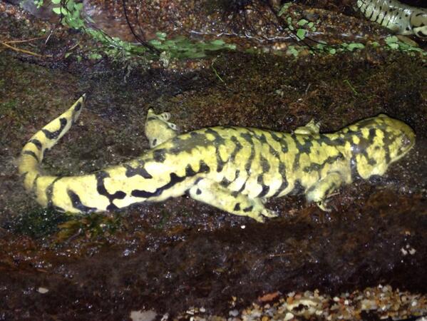 ECHSscience's tweet photo. #ECSCaquarium http://t.co/CcUHvk5jXt