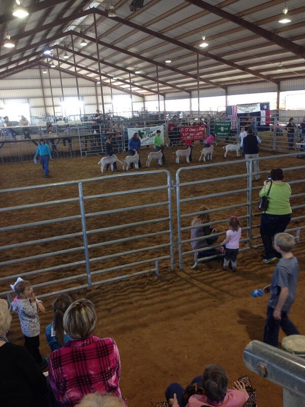KCTIAM1450's tweet photo. Goats are being judged out here at the Gonzales Livestock Show. http://t.co/jbI4ucZg2X