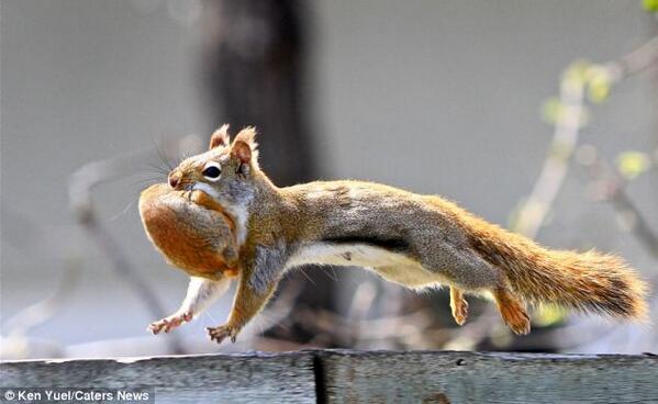 factsabouttus's tweet photo. Squirrels forget where about 50% of the nuts they’ve hidden are. Useless, Hahaha. http://t.co/RmztlvYxi5