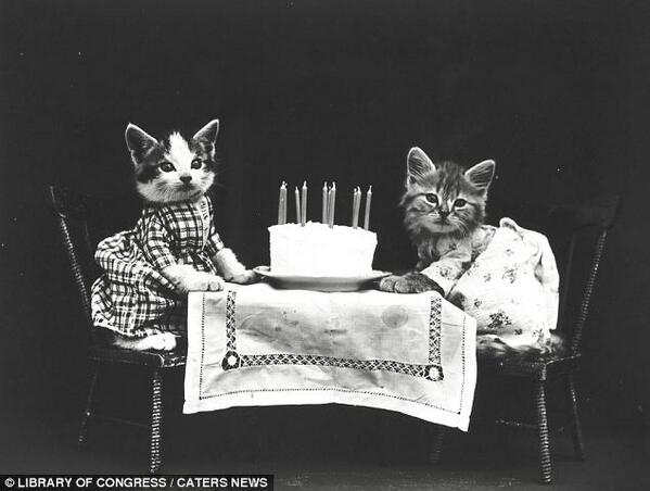 OriginalGrayCat's tweet photo. Many more Hilarious old #LOLcats http://t.co/dhFO4j1w0u http://t.co/YhzEJevSeD