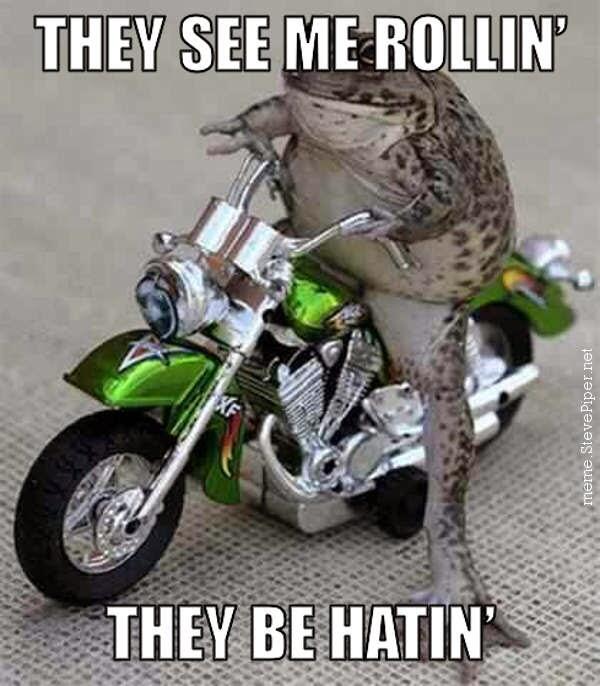 OriginalGrayCat's tweet photo. Frog be rollin' http://t.co/rBTM3EajaX http://t.co/LgTAkicAim