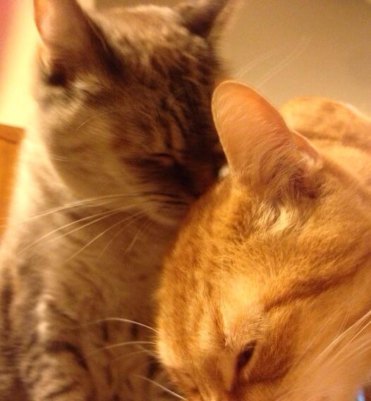 fuzzpaw's tweet image. #motherandchild