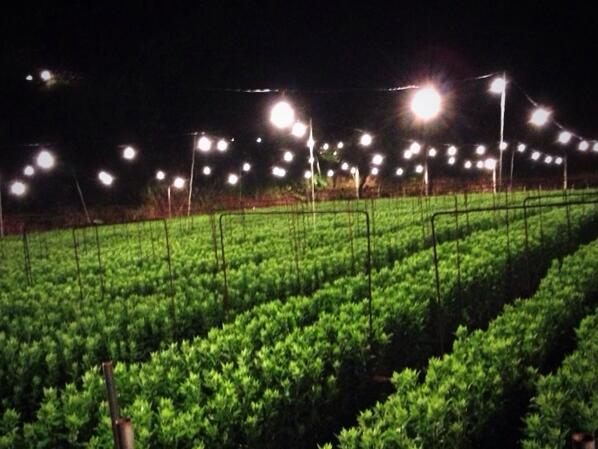 Priwitives No 1 電照菊 菊ミネーション 最近 噂の電照菊です この電照菊 はうるま市の兼箇段土地改良区というところで 至る所で菊ミネーションを見ることができます 周りに何も無いので電照菊の灯りがすぐ目に入ります 沖縄市にも穴場があるみたいです