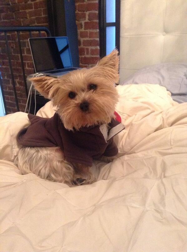 brianed's tweet photo. Yorkie wearing a shark costume, your argument is invalid. http://t.co/Op9aifei4A
