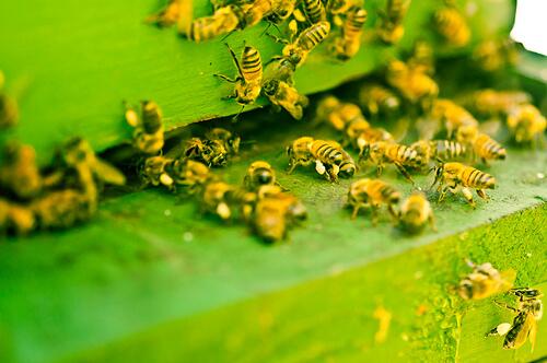 17 Fascinating Beehive and Honeycomb Pictures photographyblogger.net/17-fascinating… (image by David Goehring)