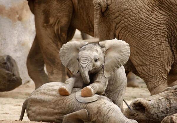 '@UberPhotographs: Cute baby elephants. ' @RuthLittle2