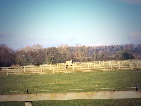 Nicolle_Begovic's tweet image. Foxy enjoying a well deserved day off in the sunshine! ☀️🐴 #happypony