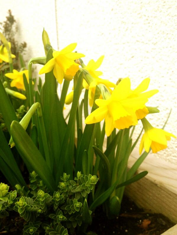 RedwickVillageH's tweet photo. Happy St. David's Day all, thanks to the hard work of the volunteers in the autumn the daffodils are out in time! http://t.co/ShYFQdWTOE