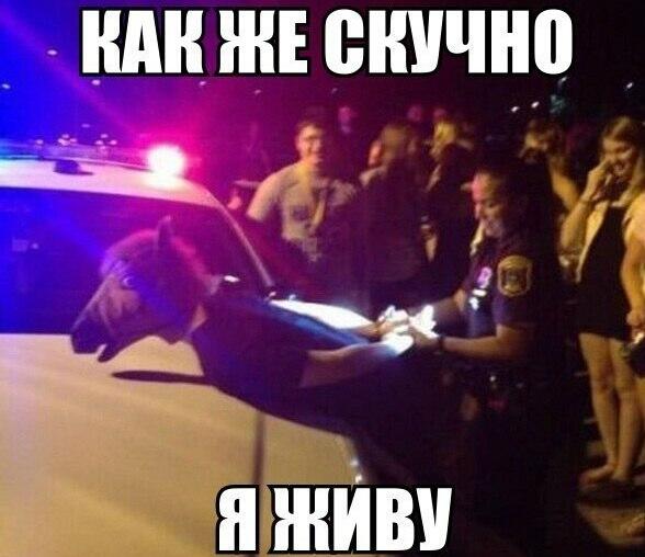 Картинки с надписями как же скучно я живут, телефон тема