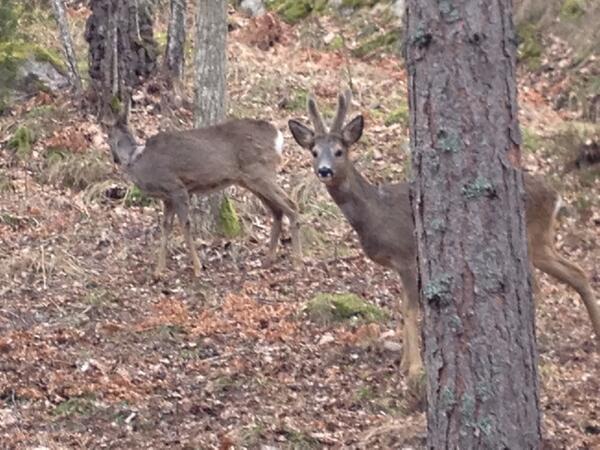 Plötsligt, på långpasset, omgavs jag av sju rådjur på ett par meters håll. Som var nyfikna och spanade in mig. Galet