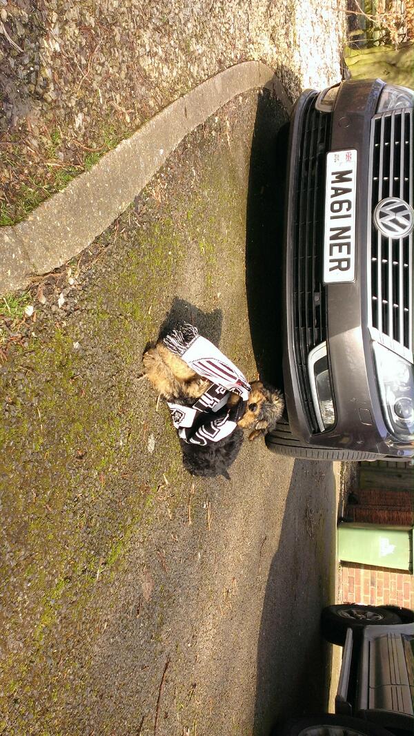 Ellie getting ready for the game #gtfc #airedale