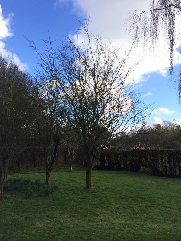 Nice tree <a href="/misterakai/">David Akai</a> <a href="/doug_guthrie/">Doug Guthrie</a>