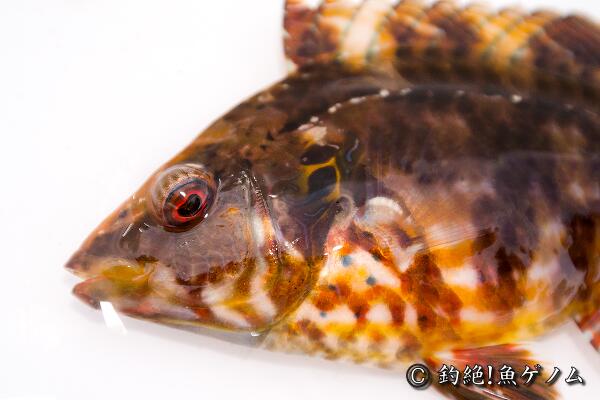 yomics's tweet image. オハグロベラのページ。
comiya.net/fish/order/suz…