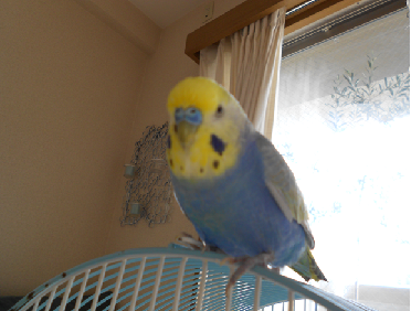 fukuxael's tweet photo. #拡散希望
飼い主さん→ @peeko3264
東京都江戸川区2013/12/31セキセイイインコ（色：顔黄色：胴回り青：尾黒：腰部緑）オス、10歳、 #ドリフ を歌えます。
#インコ #迷子 #東京都 #江戸川区 #セキセイインコ
http://t.co/Zsvgz4p5v4